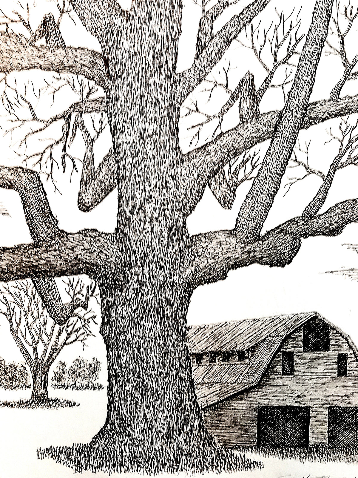 Black and white ink drawing of a large bare tree in front of a small rustic barn, with smaller trees in the background.